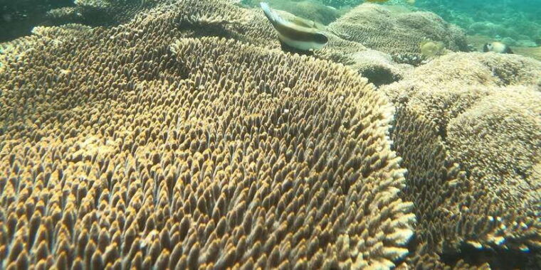 lombok-pink-beach-boat-trip-snorkeling-relaxing