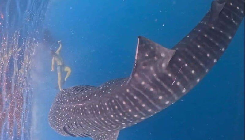 lombok-private-2d-1n-whale-shark-tour-lombok-sumbawa
