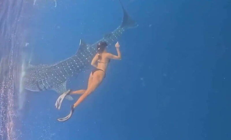 lombok-private-2d-1n-whale-shark-tour-lombok-sumbawa