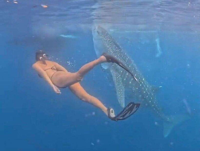 lombok-private-2d-1n-whale-shark-tour-lombok-sumbawa