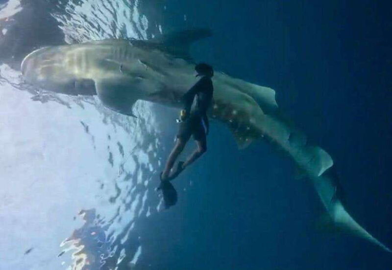 lombok-private-2d-1n-whale-shark-tour-lombok-sumbawa