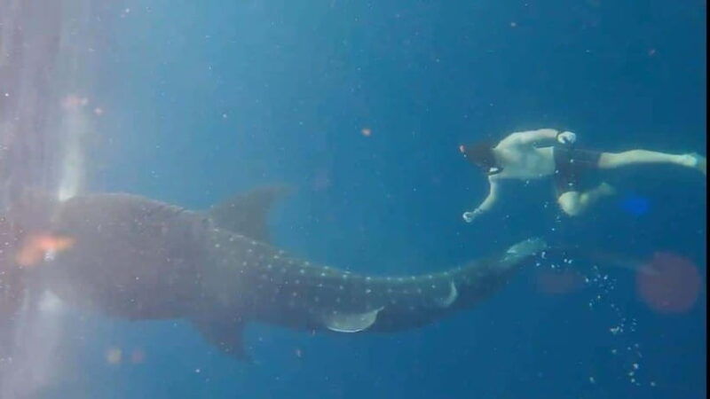 lombok-private-2d-1n-whale-shark-tour-lombok-sumbawa