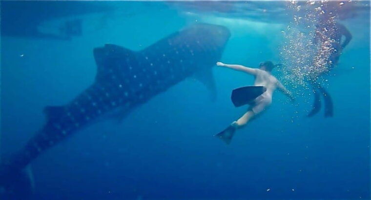 lombok-private-2d-1n-whale-shark-tour-lombok-sumbawa