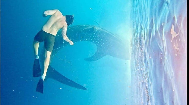 lombok-private-2d-1n-whale-shark-tour-lombok-sumbawa