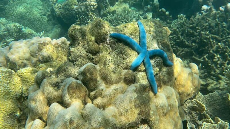 Lombok: Private day trip snorkeling in Secret Island - The Underwater World: What You’ll See