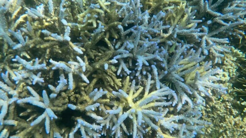 Lombok: Private day trip snorkeling in Secret Island - Considerations to Keep in Mind