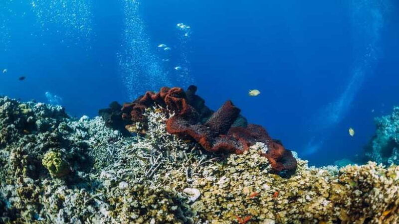 lombok-private-snorkeling-at-4-gili-spots-with-gopro-camera