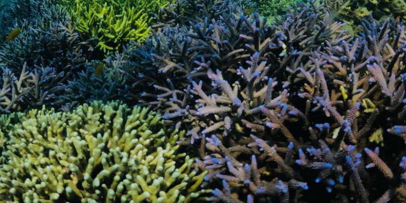 lombok-private-snorkeling-gili-nanggu-gili-sudak-gili-kedis