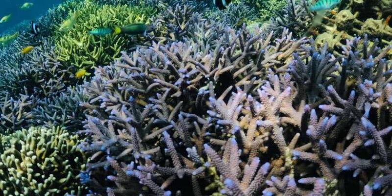 lombok-private-snorkeling-gili-nanggu-gili-sudak-gili-kedis