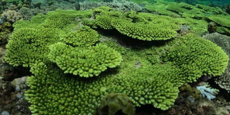 lombok-private-snorkeling-gili-nanggu-gili-sudak-gili-kedis