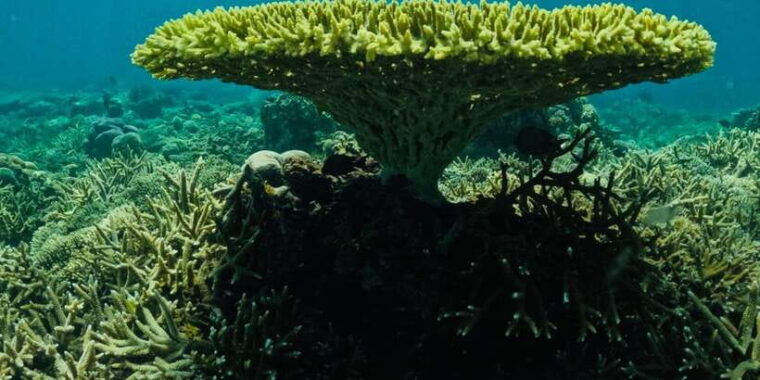 lombok-private-snorkeling-gili-nanggu-gili-sudak-gili-kedis