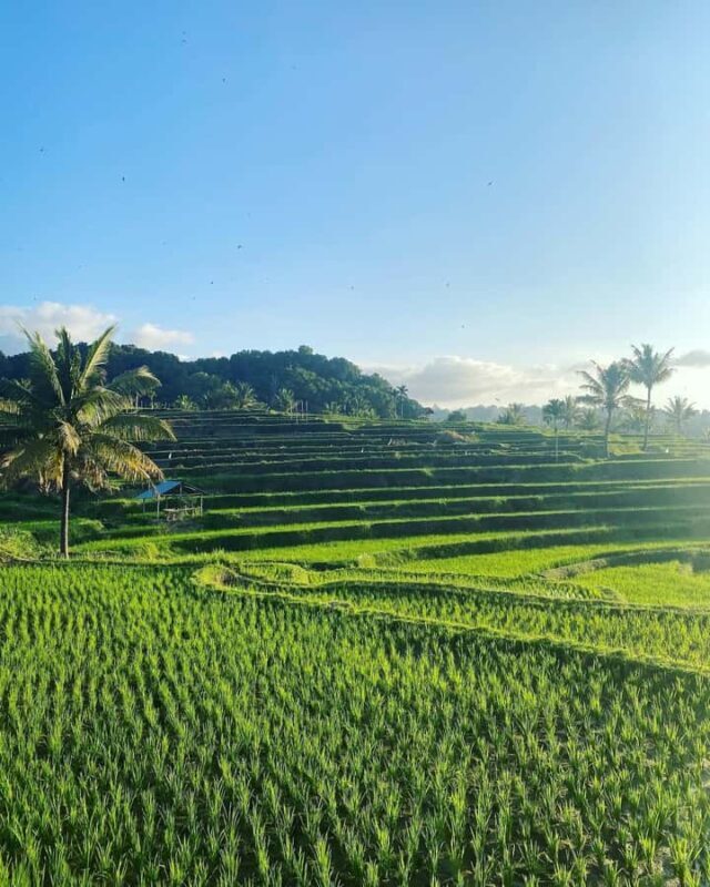 Lombok: Rice Field Terrace, Waterfalls, Culture & Tradition - Discovering North Lombok’s Rich Tapestry