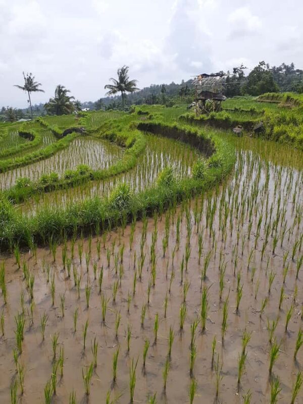 Lombok: Rice Field Terrace, Waterfalls, Culture & Tradition - Scenic Drive and Additional Highlights
