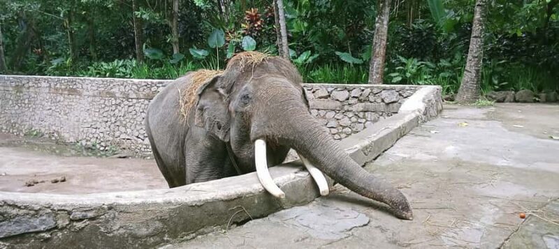 Lombok Safari Wildlife Park, Village and Waterfalls tour - Final Thoughts: Is This Tour for You?