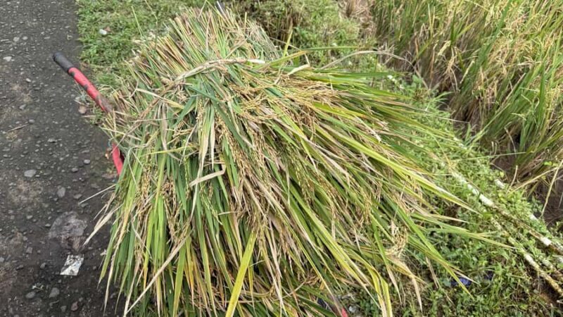 Lombok: Sasak Villages, Pottery and south beach Tour - The Sum Up