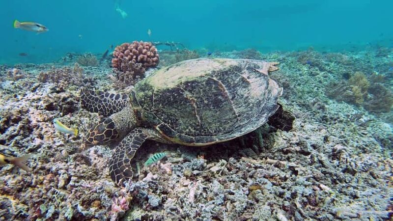 Lombok: Secret Gilis Island-Hopping Tour - Practical Tips for Your Gili Islands Adventure