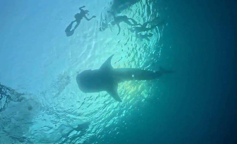 lombok-sharing-whale-shark-tour-2-day-1-night-sumbawa