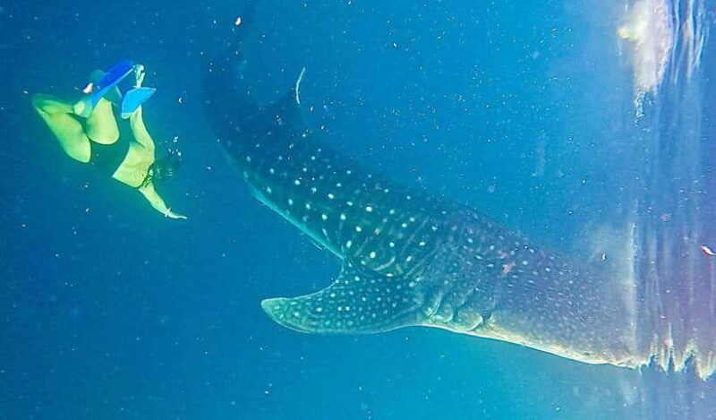 lombok-sharing-whale-shark-tour-2-day-1-night-sumbawa