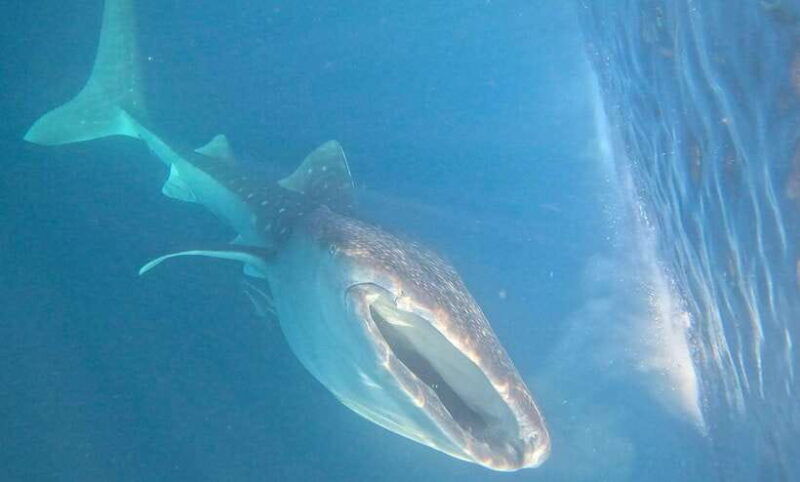 lombok-sharing-whale-shark-tour-2-day-1-night-sumbawa