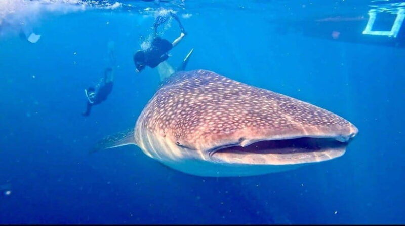 lombok-sharing-whale-shark-tour-2-day-1-night-sumbawa