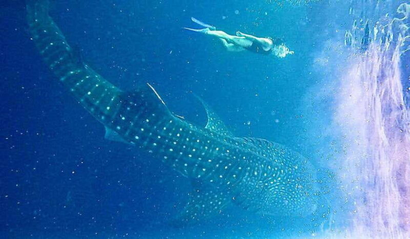 lombok-sharing-whale-shark-tour-2-day-1-night-sumbawa