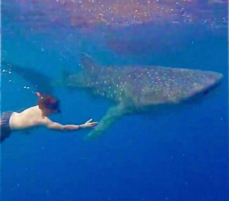 lombok-sharing-whale-shark-tour-2-day-1-night-sumbawa