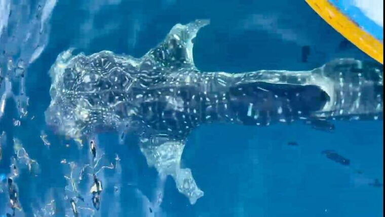 lombok-sharing-whale-shark-tour-2-day-1-night-sumbawa