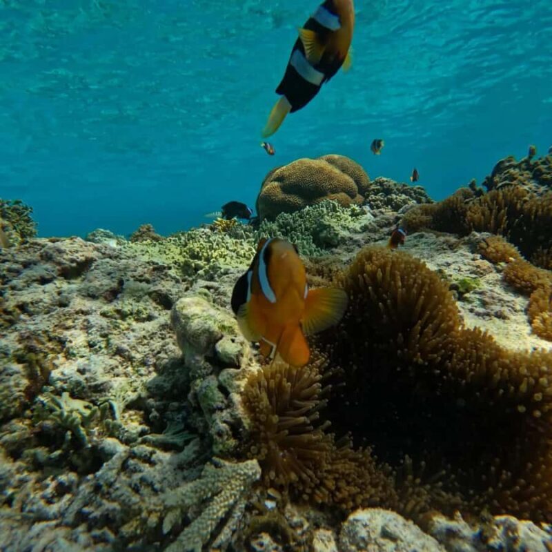 Lombok: Snorkeling & Island Hopping to The Southwest Gilis - Snorkeling Highlights and Marine Life