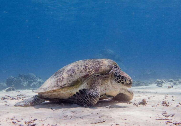 lombok-snorkeling-trip-gili-trawangan-meno-gili-air