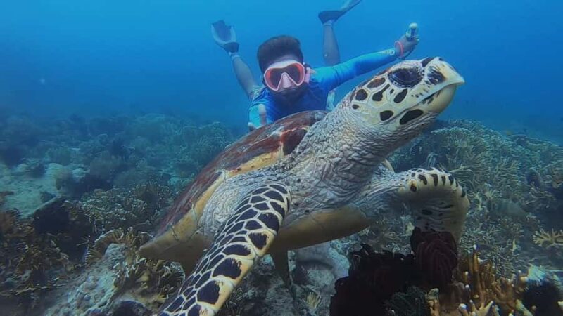 Lombok: Snorkeling Trip Secret Gilis Layar, Rengit & Gede - Key Points