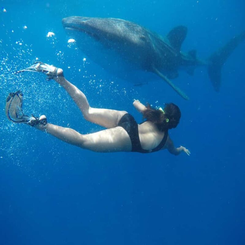 Lombok Sumbawa Best Sharing 2D1N Whale Shark With Snorkeling - Key Points