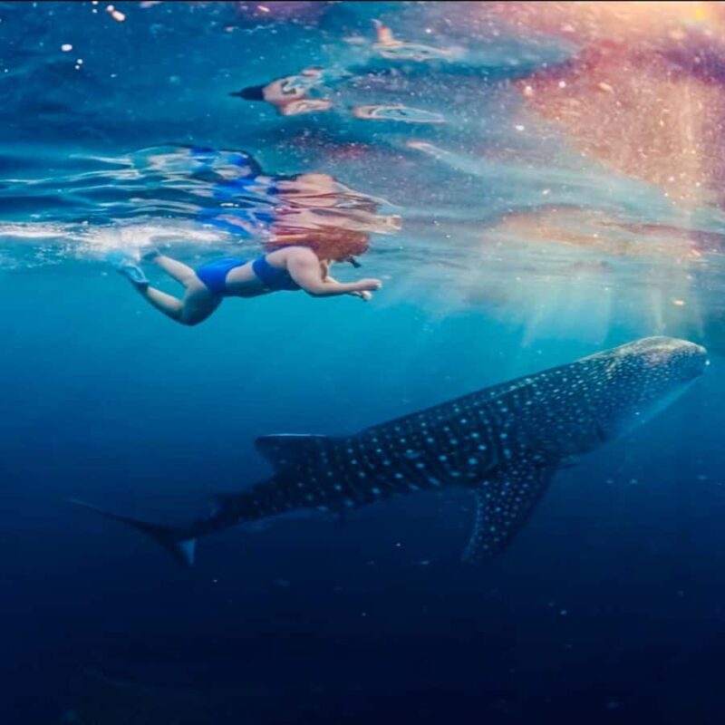 Lombok Sumbawa Best Sharing 2D1N Whale Shark With Snorkeling - Final Thoughts: Who Is This Tour For?