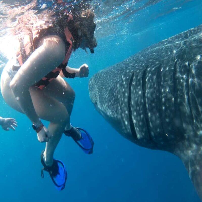 Lombok Sumbawa Best Sharing 2D1N Whale Shark With Snorkeling - FAQ