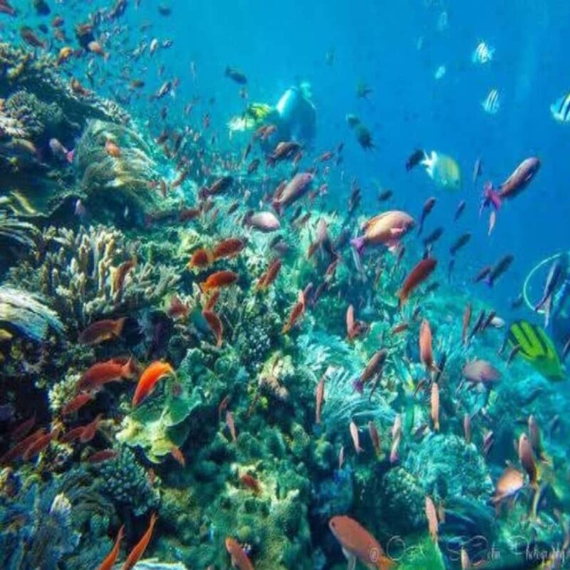 Lombok Sumbawa Sharing 2D1N Whale Shark With Snorkeling - A Deep Dive into the Tour Experience