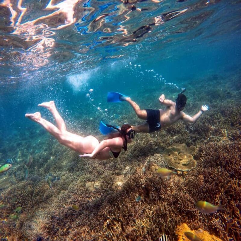 Lombok Sumbawa Sharing 2D1N Whale Shark With Snorkeling - An In-Depth Look at the Tour Experience