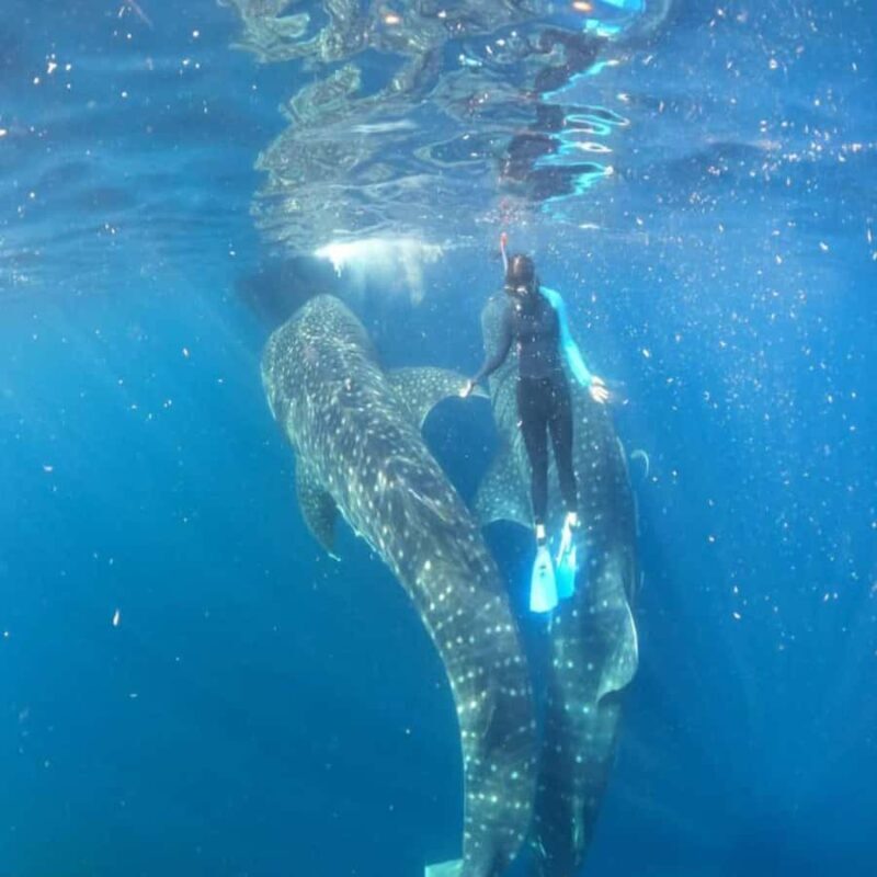 Lombok Sumbawa Sharing 2D1N Whale Shark With Snorkeling - Why This Tour Offers Real Value
