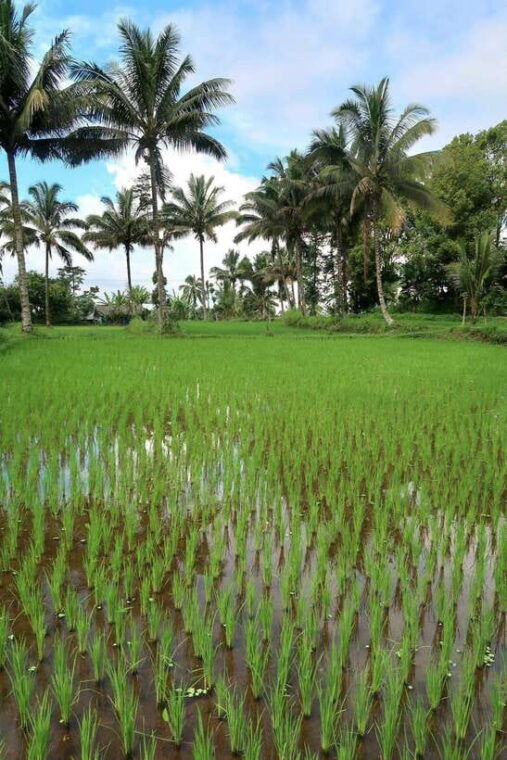 lombok-tetebatu-village-and-rice-fields-guided-tour