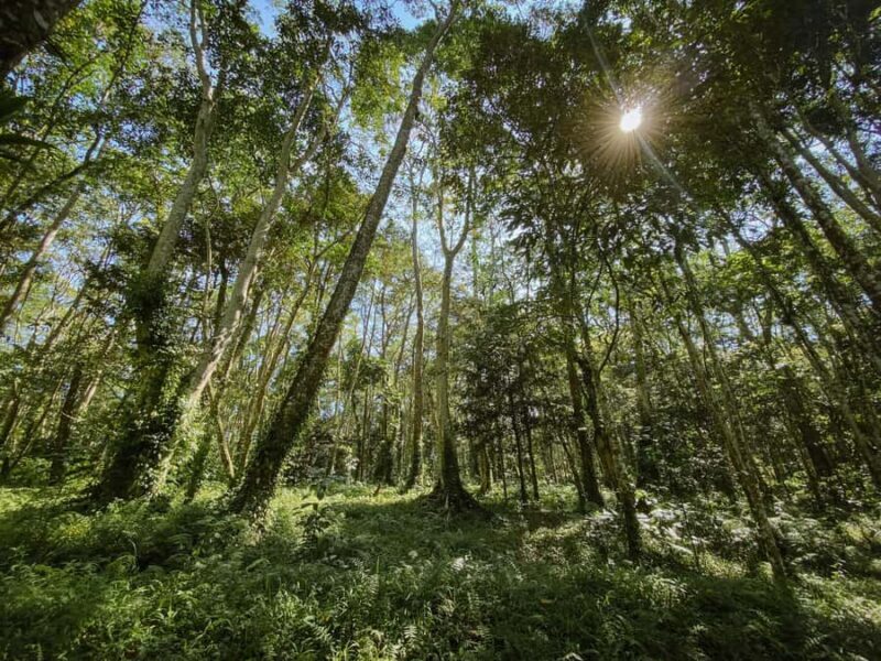 Lombok: Tetebatu Walk, Waterfall, Monkey Forest & Cooking - Insights from Guest Experiences