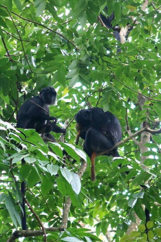 lombok-tetebatu-walking-tour-with-monkey-forest-waterfall