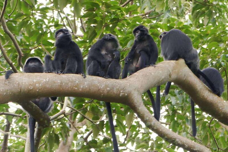 lombok-tetebatu-walking-tour-with-monkey-forest-waterfall