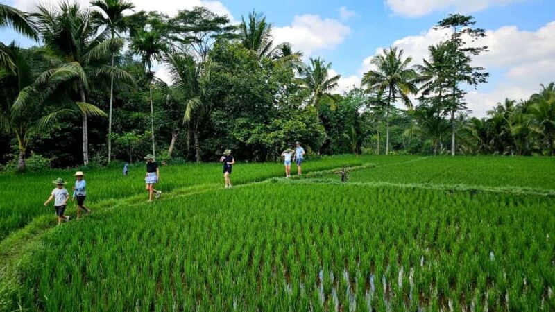 Lombok : Trip 4 Waterfalls,Hike through Rice Fields & Jungle - Who Would Love This Tour?