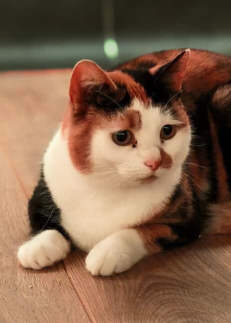 London Cat Cafe: Cat Lounge Entry Ticket - What to Expect at the London Cat Cafe