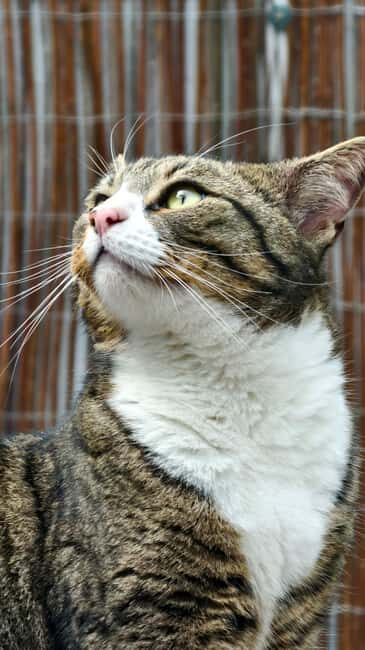 London Cat Cafe: Cat Lounge Entry Ticket - Who Will Love This Experience?