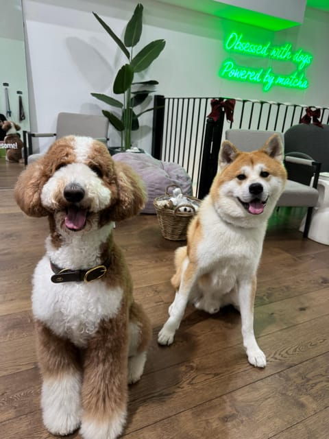 london-dog-cafe-experience