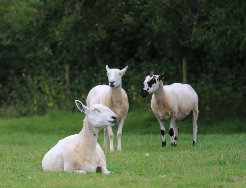 London: Full Day Cotswolds Tour with Shakespeare's Stratford - The Sum Up: Who Will Love This Tour?