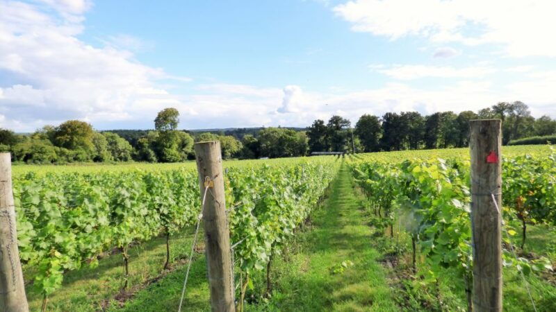 london-full-day-english-wine-tour-with-lunch