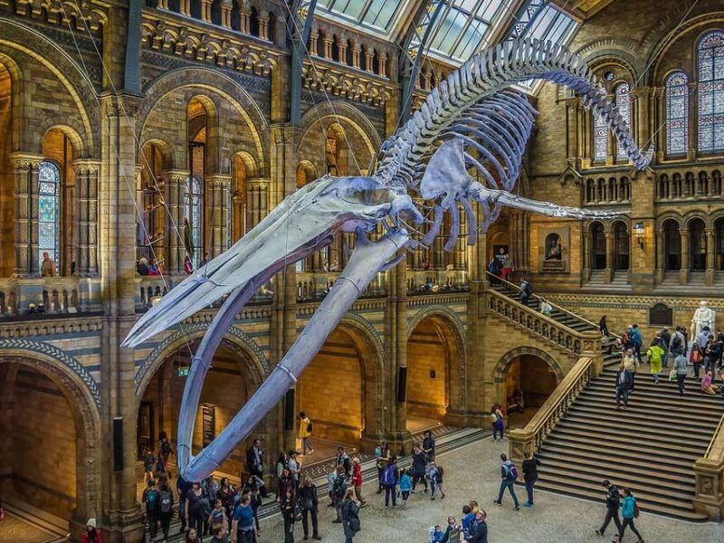 london-guided-exploration-at-the-museum-of-natural-history