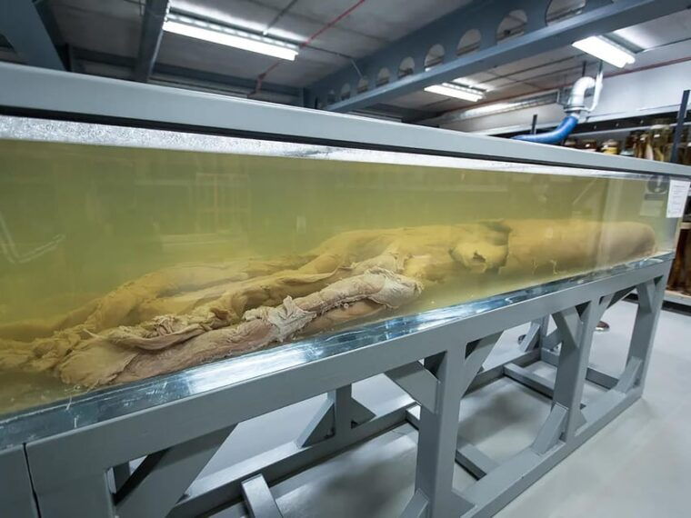 london-guided-exploration-at-the-museum-of-natural-history