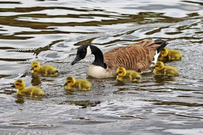 london-hampton-court-to-richmond-river-thames-cruise