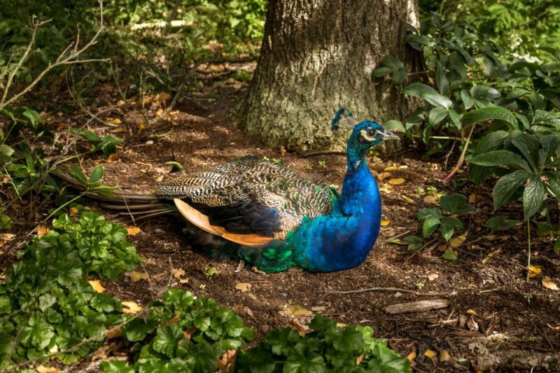 london-kew-gardens-admission-ticket